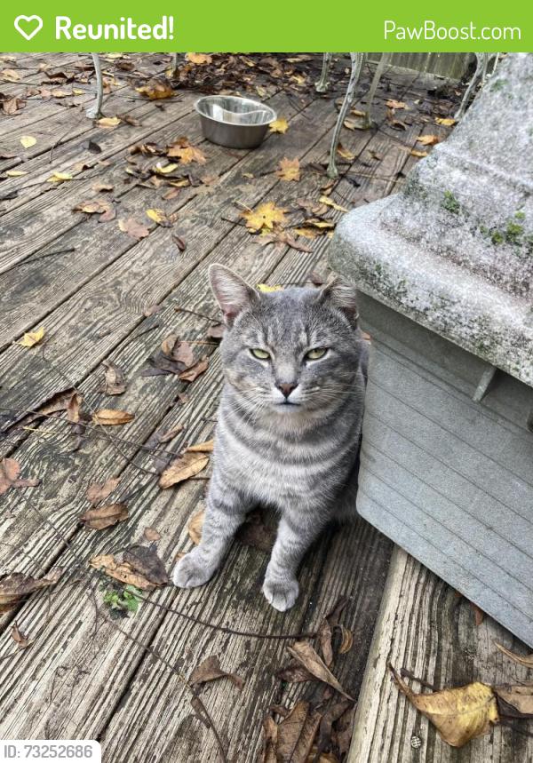 Reunited Male Cat last seen Central Ave, Reisterstown, MD 21136