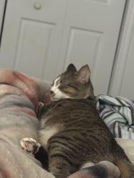 Lost Male Cat last seen NW 2ND Ave, Gainesville, FL 32607