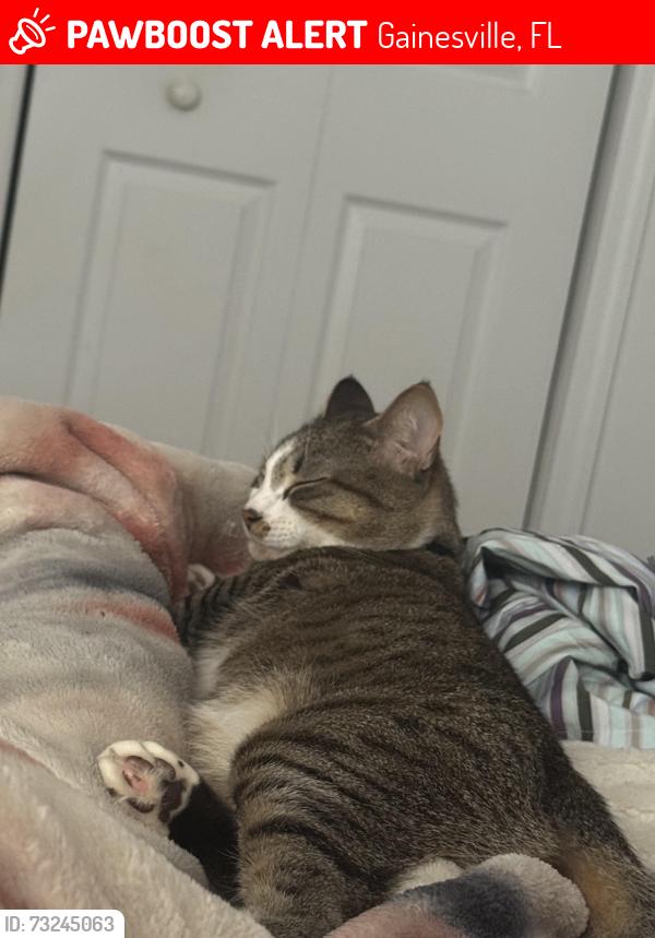 Lost Male Cat last seen NW 2ND Ave, Gainesville, FL 32607
