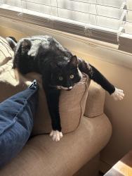 Lost Male Cat last seen Bonnybrook Road, Carlise PA, 17015, South Middleton Township, PA 17007