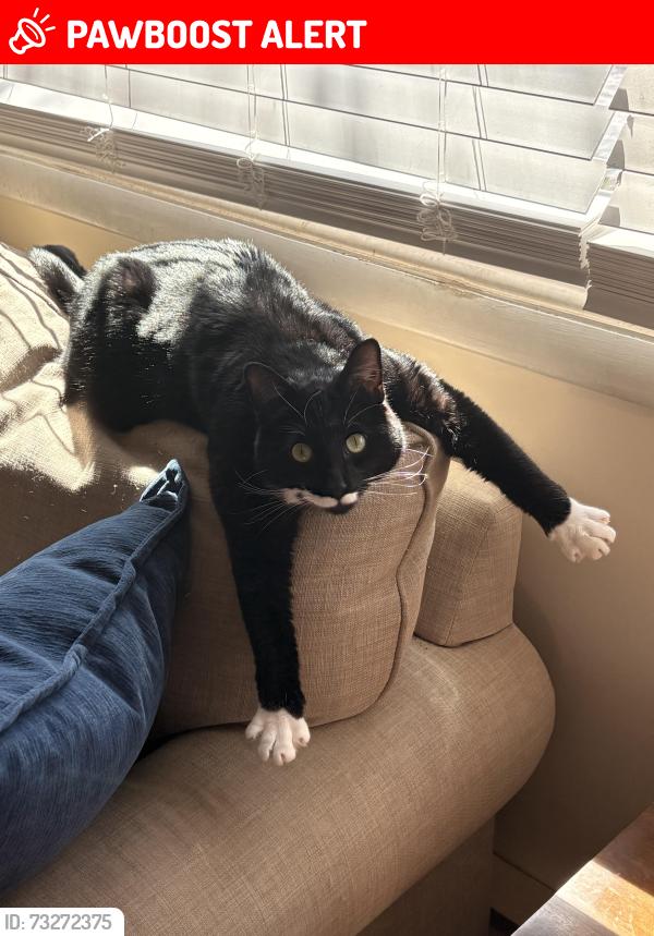 Lost Male Cat last seen Bonnybrook Road, Carlise PA, 17015, South Middleton Township, PA 17007