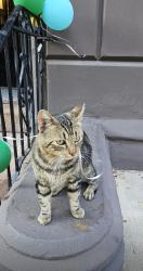 Found/Stray Male Cat last seen Monument and Cathedral, Baltimore, MD 21202