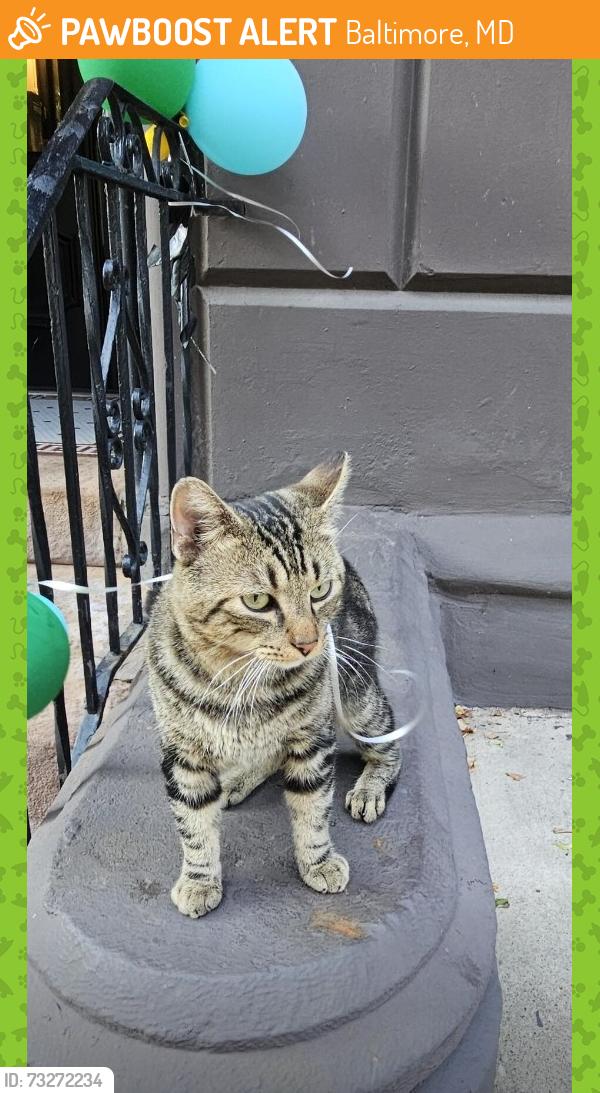 Found/Stray Male Cat last seen Monument and Cathedral, Baltimore, MD 21202