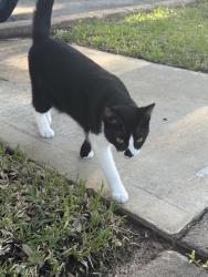 Reunited Unknown Cat last seen Austin Parkway Neighborhood (Sugarland TX), Sugar Land, TX 77479
