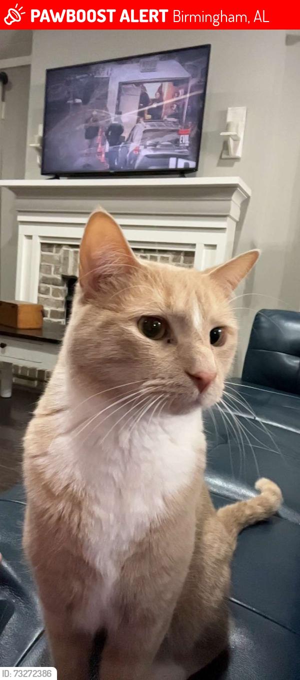 Lost Male Cat last seen Near Rocky Ridge Road, Birmingham, AL 35216