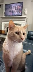 Lost Male Cat last seen Near Rocky Ridge Road, Birmingham, AL 35216
