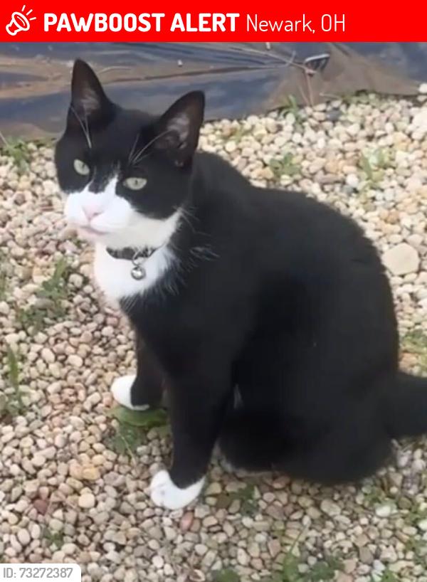Lost Male Cat last seen 30th street newark ohio, Newark, OH 43055