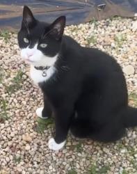 Lost Male Cat last seen 30th street newark ohio, Newark, OH 43055