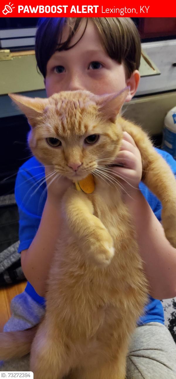 Lost Male Cat last seen Cherry Meadow, Lexington, KY 40509