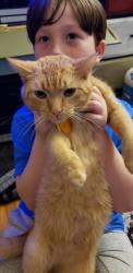 Lost Male Cat last seen Cherry Meadow, Lexington, KY 40509
