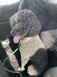 Reunited Male Dog last seen Jacksonville Beach Animal Control, Jacksonville Beach, FL 32250