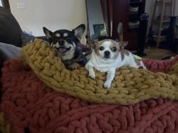 Reunited Male Dog last seen 183rd and stone Avenue n, Shoreline, WA 98133