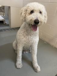Reunited Female Dog last seen Jacksonville Beach Animal Control, Jacksonville Beach, FL 32250