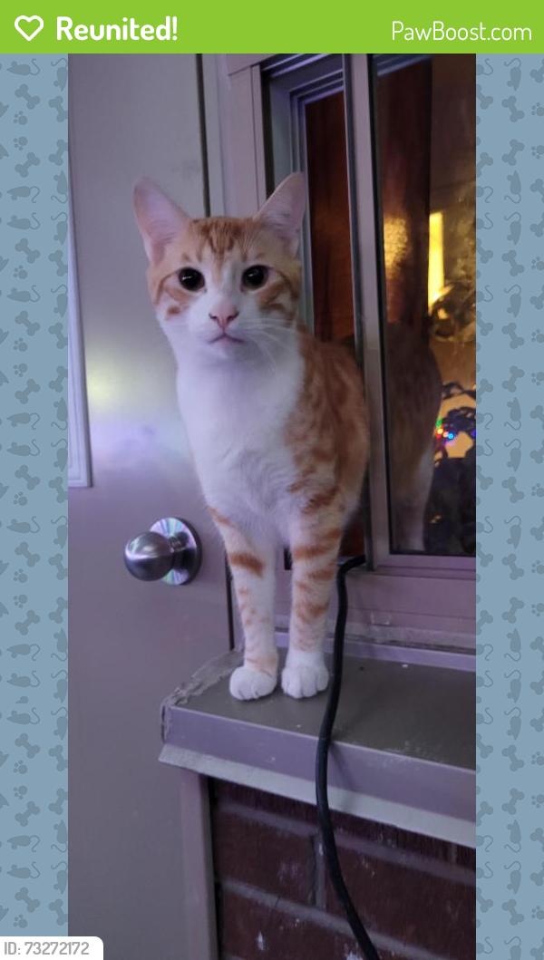 Reunited Male Cat last seen Victoria Park and Eglinton, Toronto, ON 