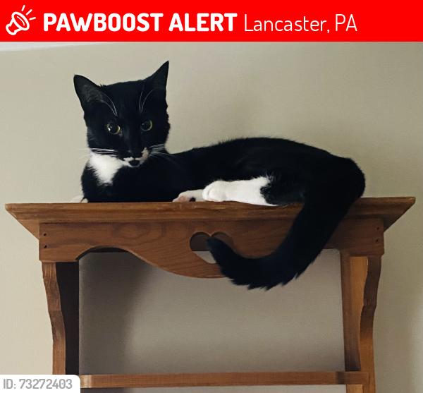 Lost Female Cat last seen Greenland drive and oak view road, Lancaster, PA 17602