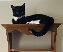 Lost Female Cat last seen Greenland drive and oak view road, Lancaster, PA 17602