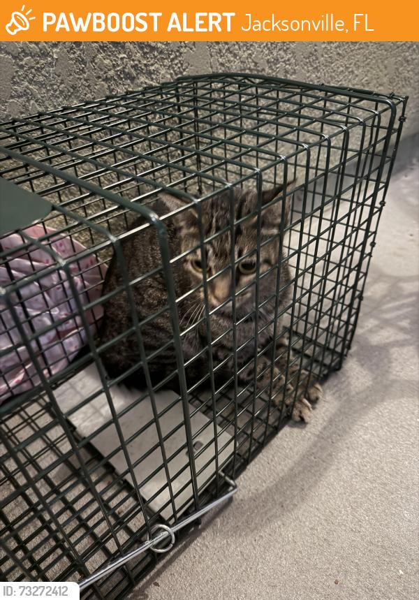 Found/Stray Unknown Cat last seen Millcreek and Regency, Jacksonville, FL 32211