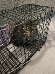 Found/Stray Unknown Cat last seen Millcreek and Regency, Jacksonville, FL 32211