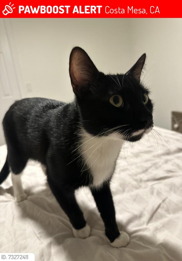 Lost Male Cat last seen Broadway and Magnolia, Fullerton Ave, Costa Mesa, CA 92627