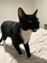 Lost Male Cat last seen Broadway and Magnolia, Fullerton Ave, Costa Mesa, CA 92627