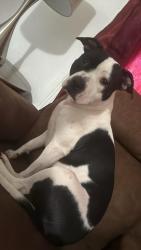 Lost Female Dog last seen Near street, Harrisburg, PA 17104