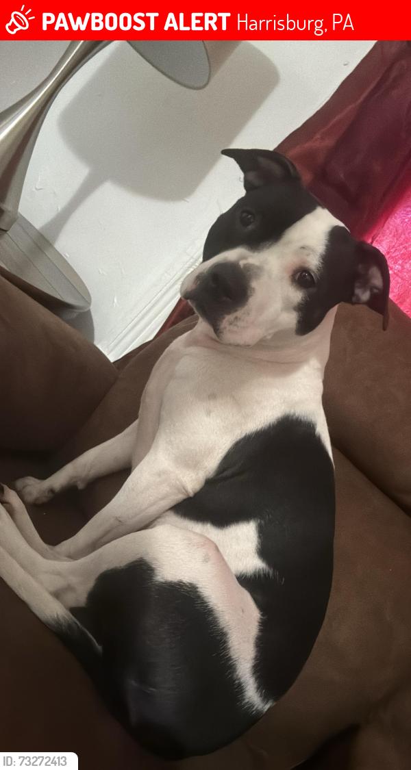 Lost Female Dog last seen Near street, Harrisburg, PA 17104