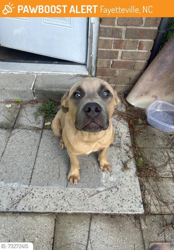 Found/Stray Male Dog last seen Gillespie near downtown, Fayetteville, NC 28306