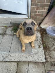 Found/Stray Male Dog last seen Gillespie near downtown, Fayetteville, NC 28306