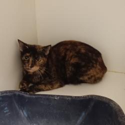 Shelter Stray Female Cat last seen , 1109 Moore Ave, Portland, TX 78374, USA