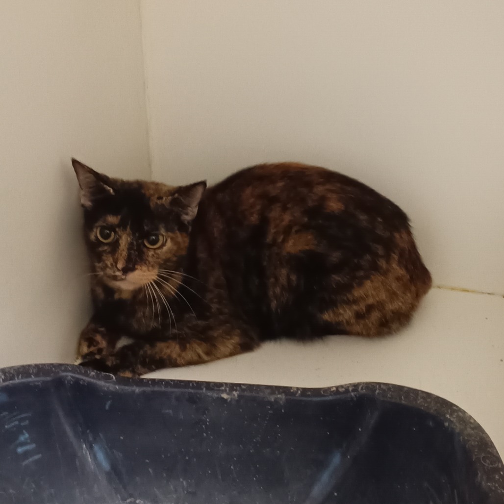 Shelter Stray Female Cat last seen , 1109 Moore Ave, Portland, TX 78374, USA
