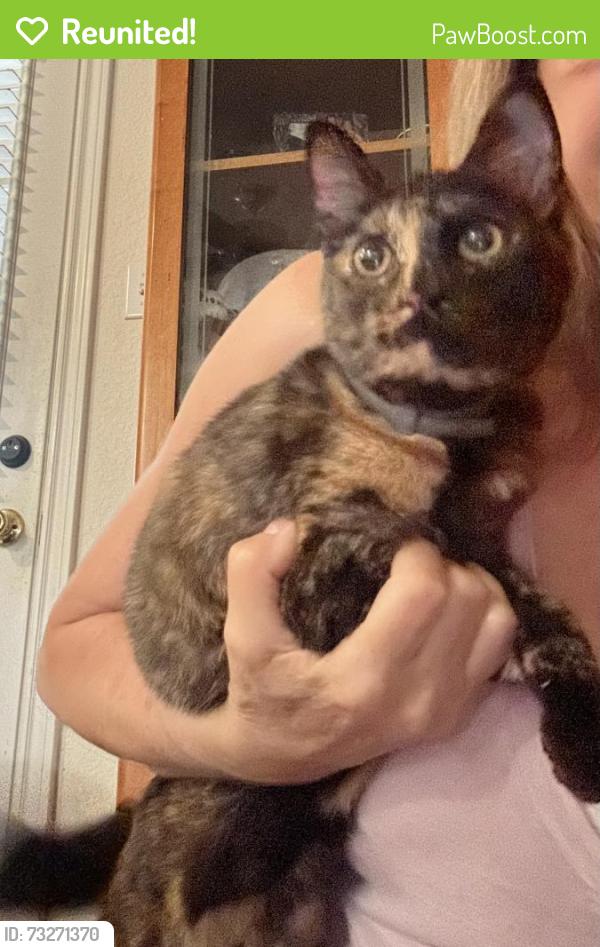 Reunited Female Cat last seen FM 2351 and 518, Friendswood, TX 77546