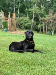 Lost Male Dog last seen Bethel Road, Hall County, GA 30506
