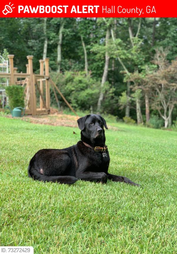 Lost Male Dog last seen Bethel Road, Hall County, GA 30506