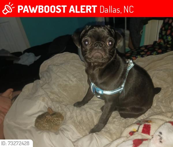 Lost Female Dog last seen Near Carver Creek Drive, Dallas, NC 28034