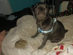 Lost Female Dog last seen Near Carver Creek Drive, Dallas, NC 28034