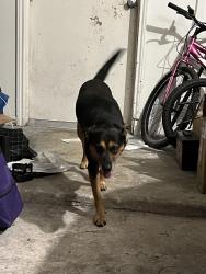 Reunited Male Dog last seen Twin creeks middle school, Spring, TX 77373