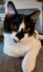 Lost Male Cat last seen W Teiercel, Kuna, ID 83634