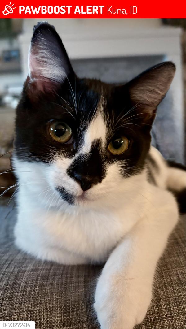 Lost Male Cat last seen W Teiercel, Kuna, ID 83634