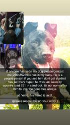 Lost Male Dog last seen county road 231, Collinsville, AL 35961