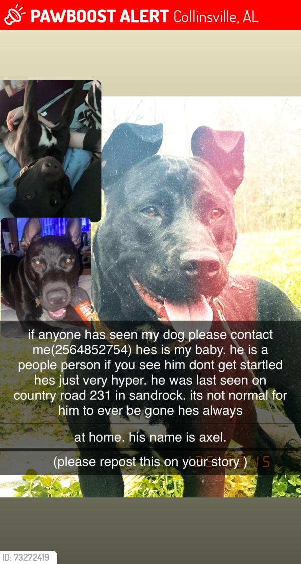 Lost Male Dog last seen county road 231, Collinsville, AL 35961