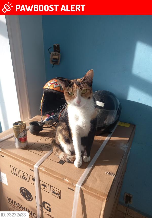 Lost Female Cat last seen Próximo ao Sacolao da Rui Barbosa, próximo aos Correios., Jardim das Belezas, SP 06315-150