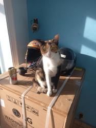Lost Female Cat last seen Próximo ao Sacolao da Rui Barbosa, próximo aos Correios., Jardim das Belezas, SP 06315-150