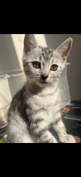 Lost Female Cat last seen Woodyard court, North East Lincolnshire, England 