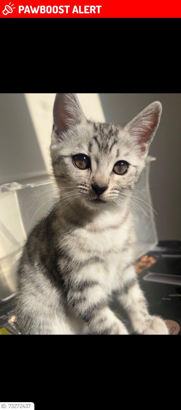 Lost Female Cat last seen Woodyard court, North East Lincolnshire, England 