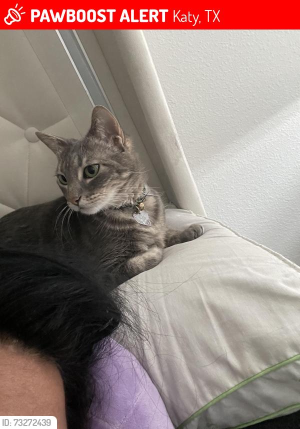 Lost Female Cat last seen Treviso gardens, Katy, TX 77493