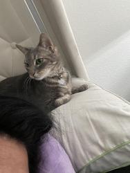 Lost Female Cat last seen Treviso gardens, Katy, TX 77493