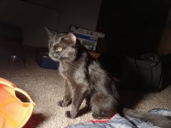 Found/Stray Male Cat last seen Home Depot Distribution Center, Joliet, IL 60435