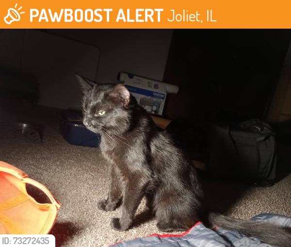 Found/Stray Male Cat last seen Home Depot Distribution Center, Joliet, IL 60435