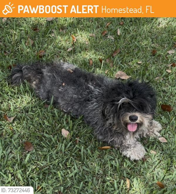 Found/Stray Female Dog last seen S. Canal drive and 162nd, Homestead, FL 33035