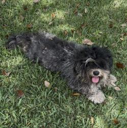 Found/Stray Female Dog last seen S. Canal drive and 162nd, Homestead, FL 33035